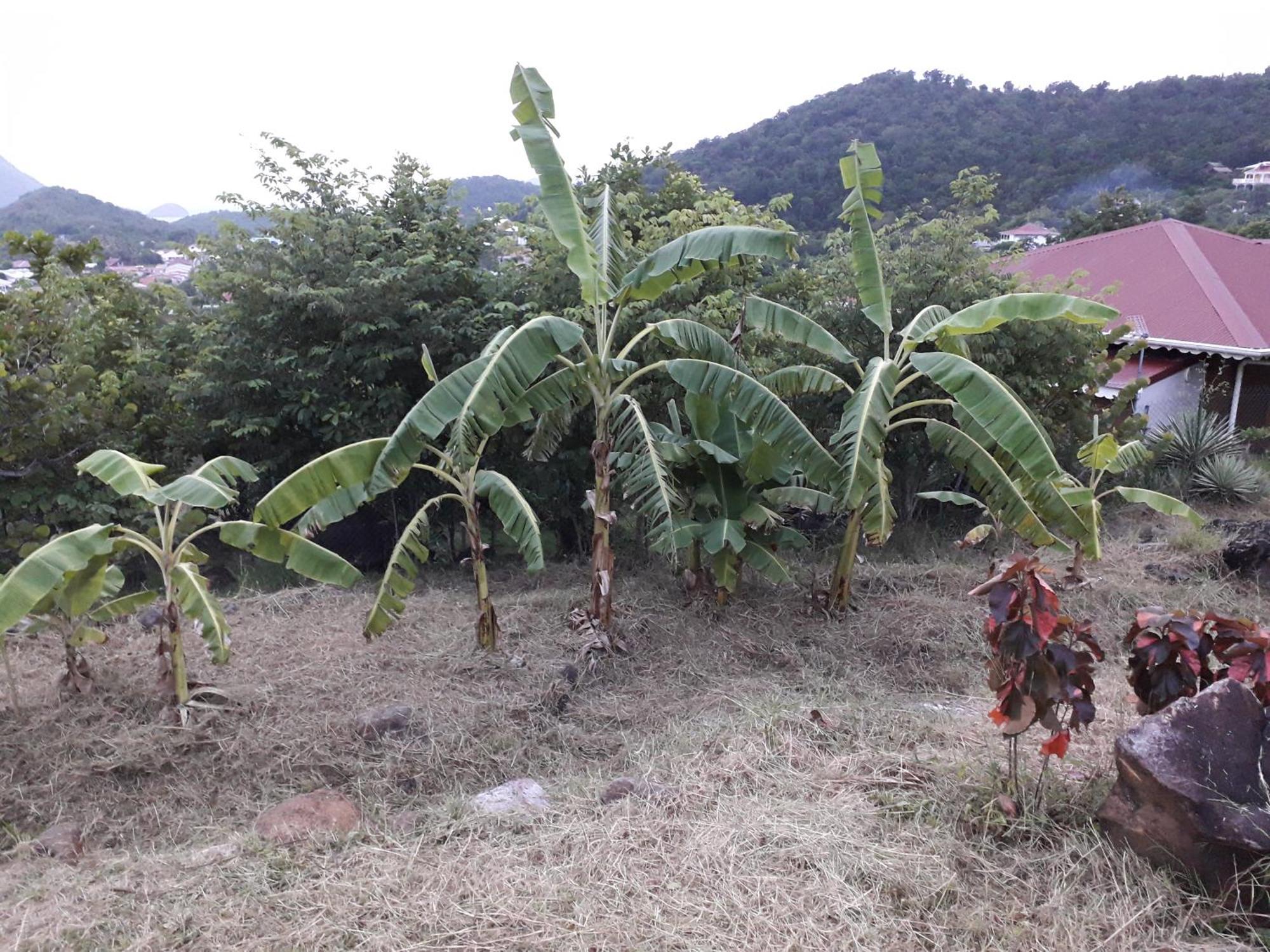 Ti Kaz Anoli Vue Epoustouflante Sur La Baie Villa Terre-de-Bas Buitenkant foto